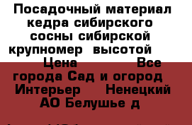 Посадочный материал кедра сибирского (сосны сибирской) крупномер, высотой 3-3.5  › Цена ­ 19 800 - Все города Сад и огород » Интерьер   . Ненецкий АО,Белушье д.